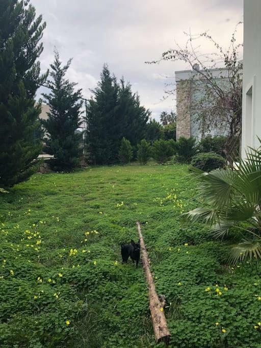 Torba Residence Екстериор снимка